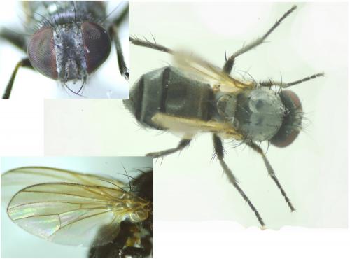 Fannia sp.